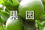 美麗的果園作文300字