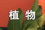 我的多肉植物作文